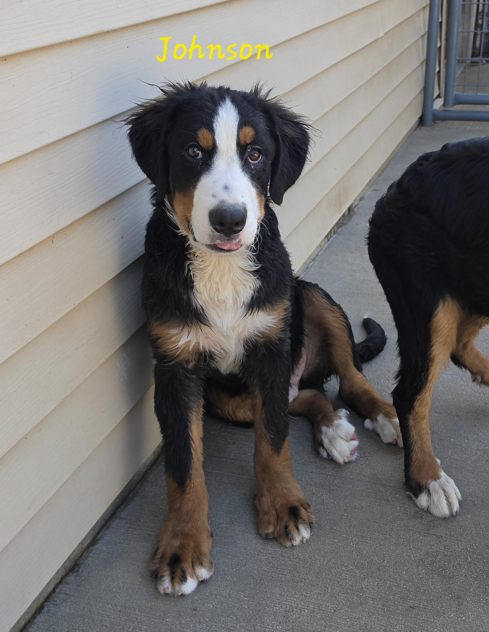 Enlarge Johnson, a Adopted Bernese Mountain Dog in Terre Haute, IN image 2/6