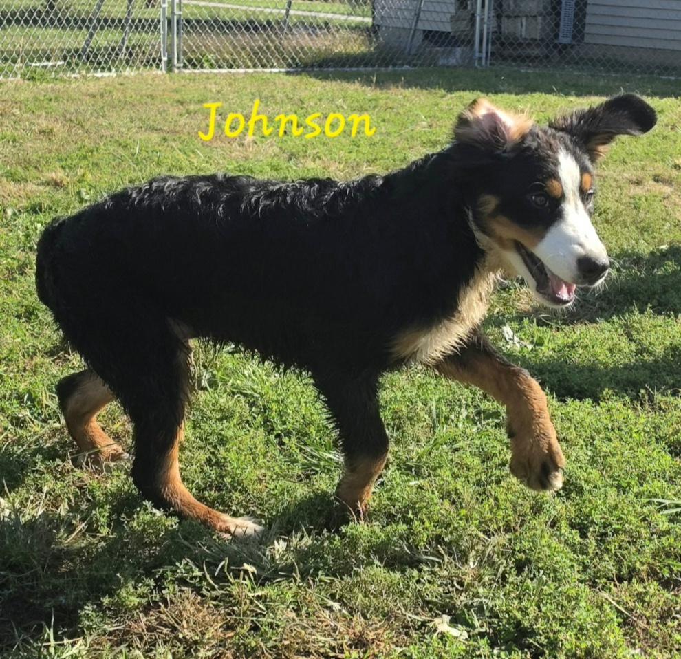 Enlarge Johnson, a Adopted Bernese Mountain Dog in Terre Haute, IN image 4/6