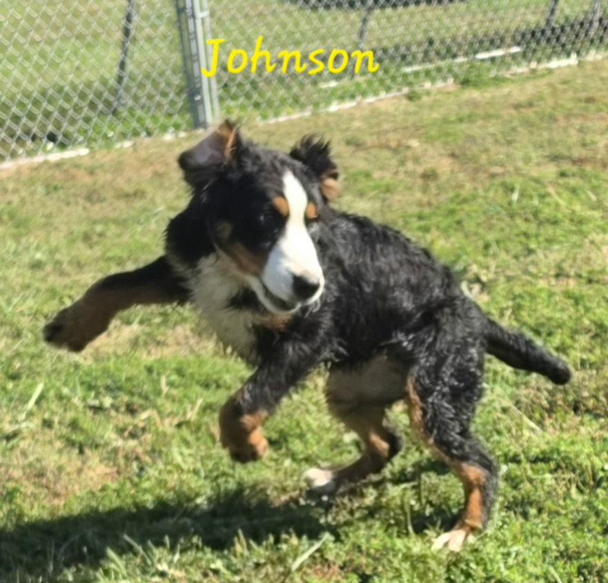 Enlarge Johnson, a Adopted Bernese Mountain Dog in Terre Haute, IN image 5/6