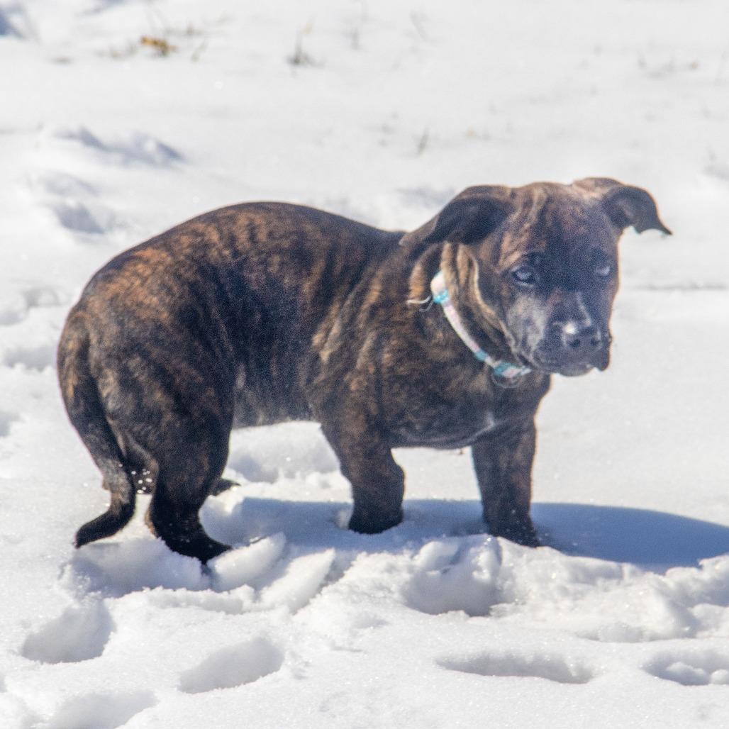 Guppy Puppy, Adoptable, Puppy Female Basset Hound & Pit Bull Terrier.
