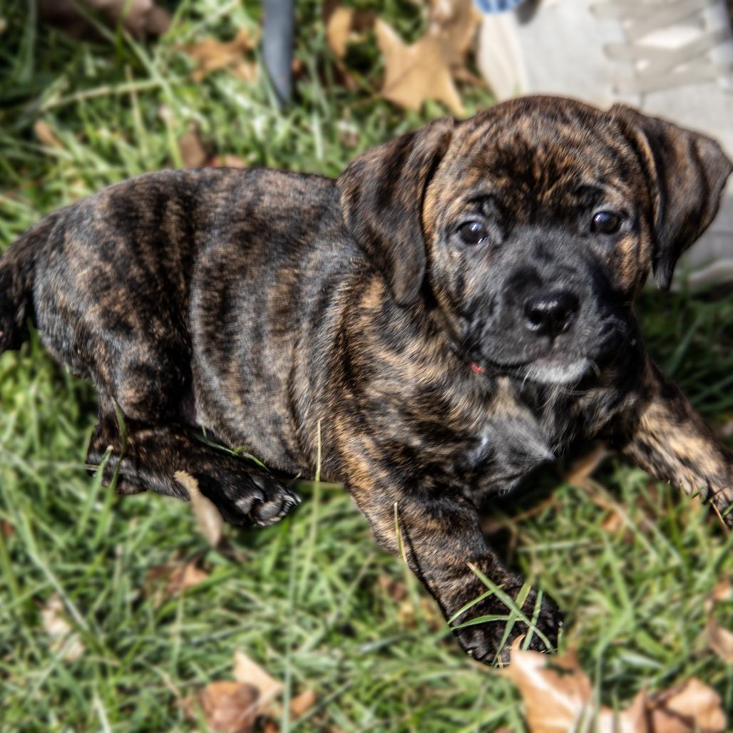 Guppy Puppy, Adoptable, Puppy Female Pit Bull Terrier & Mixed Breed.
