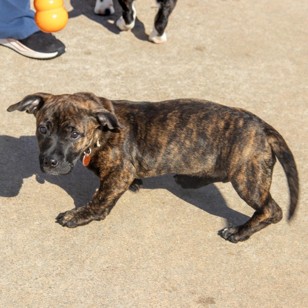 Guppy Puppy thumbnail 2