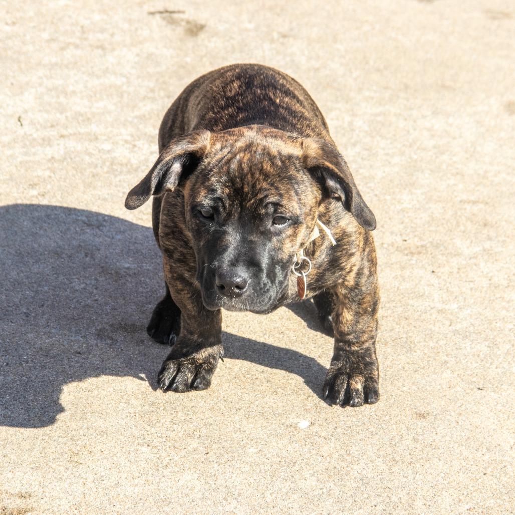 Guppy Puppy thumbnail 3