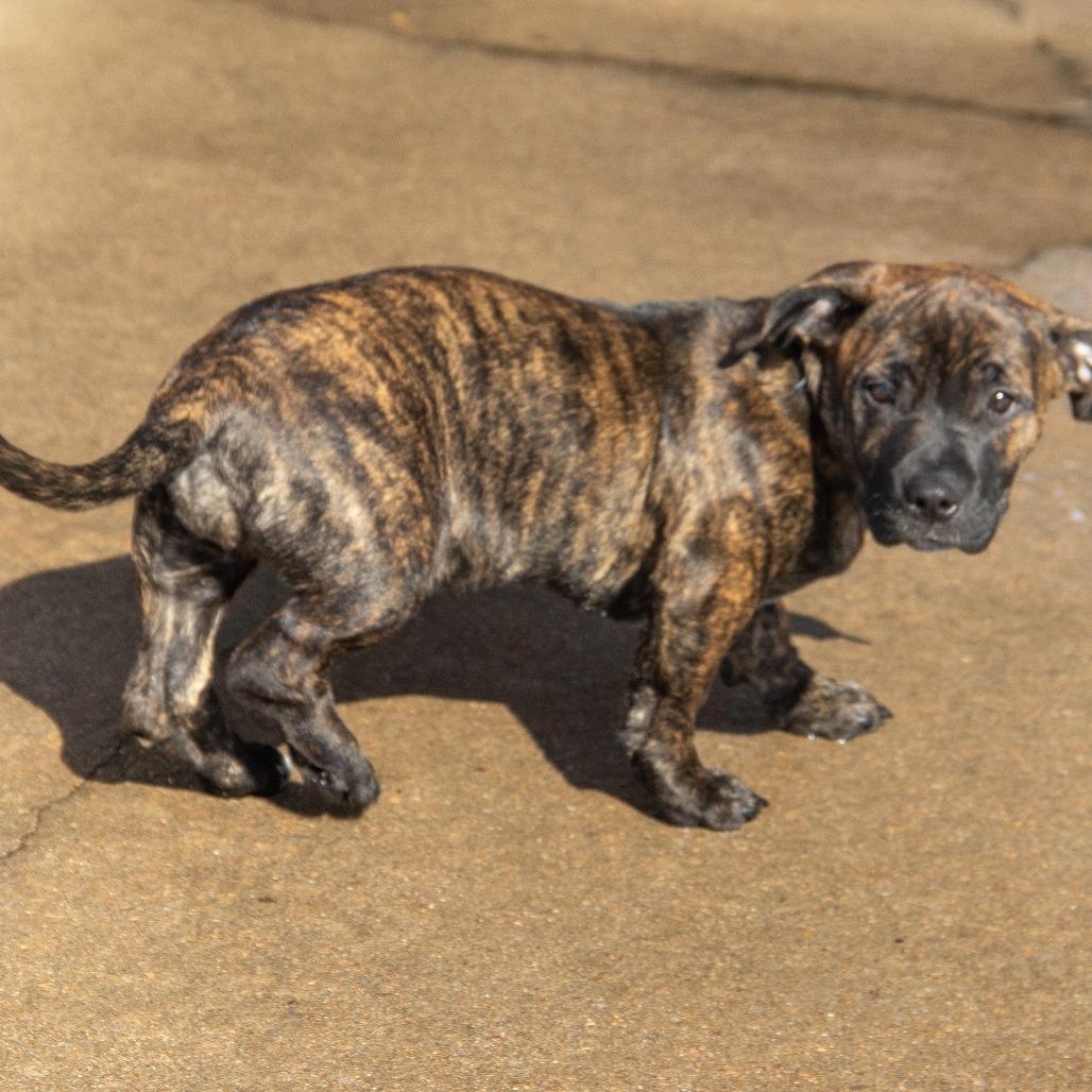 Guppy Puppy thumbnail 4