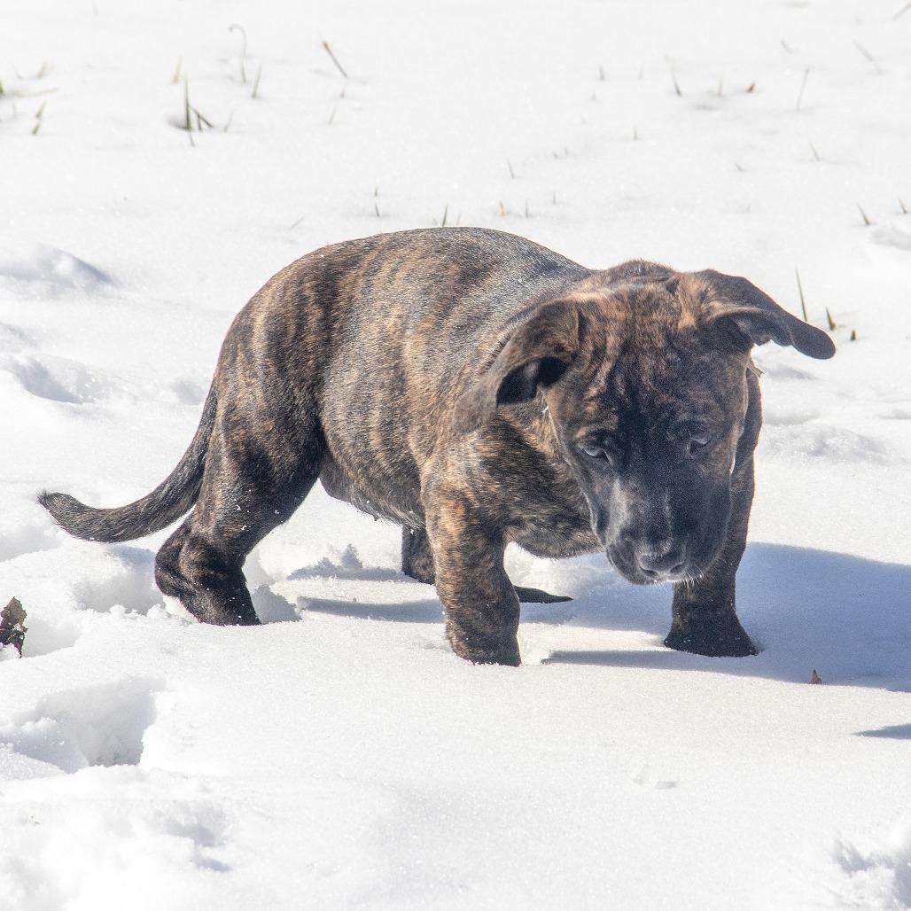 Guppy Puppy thumbnail 5