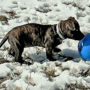 Guppy Puppy thumbnail 6