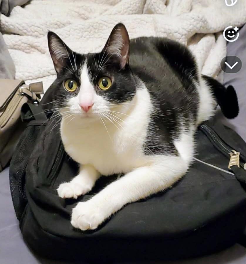 June Bug, adopted, Adult Female Tuxedo.