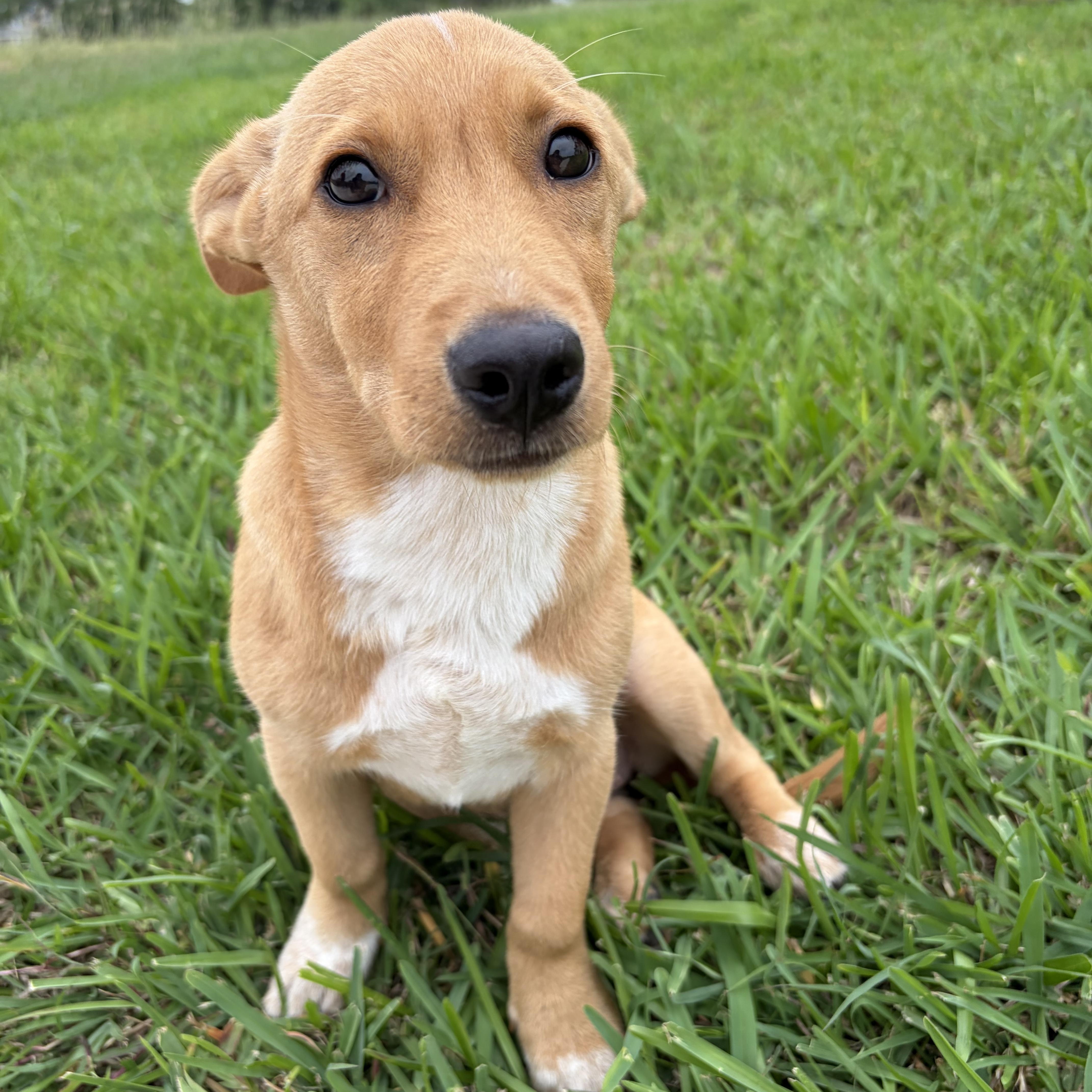 Enlarge Susie Q, a Adoptable mixed breed in New York, NY image 2/6