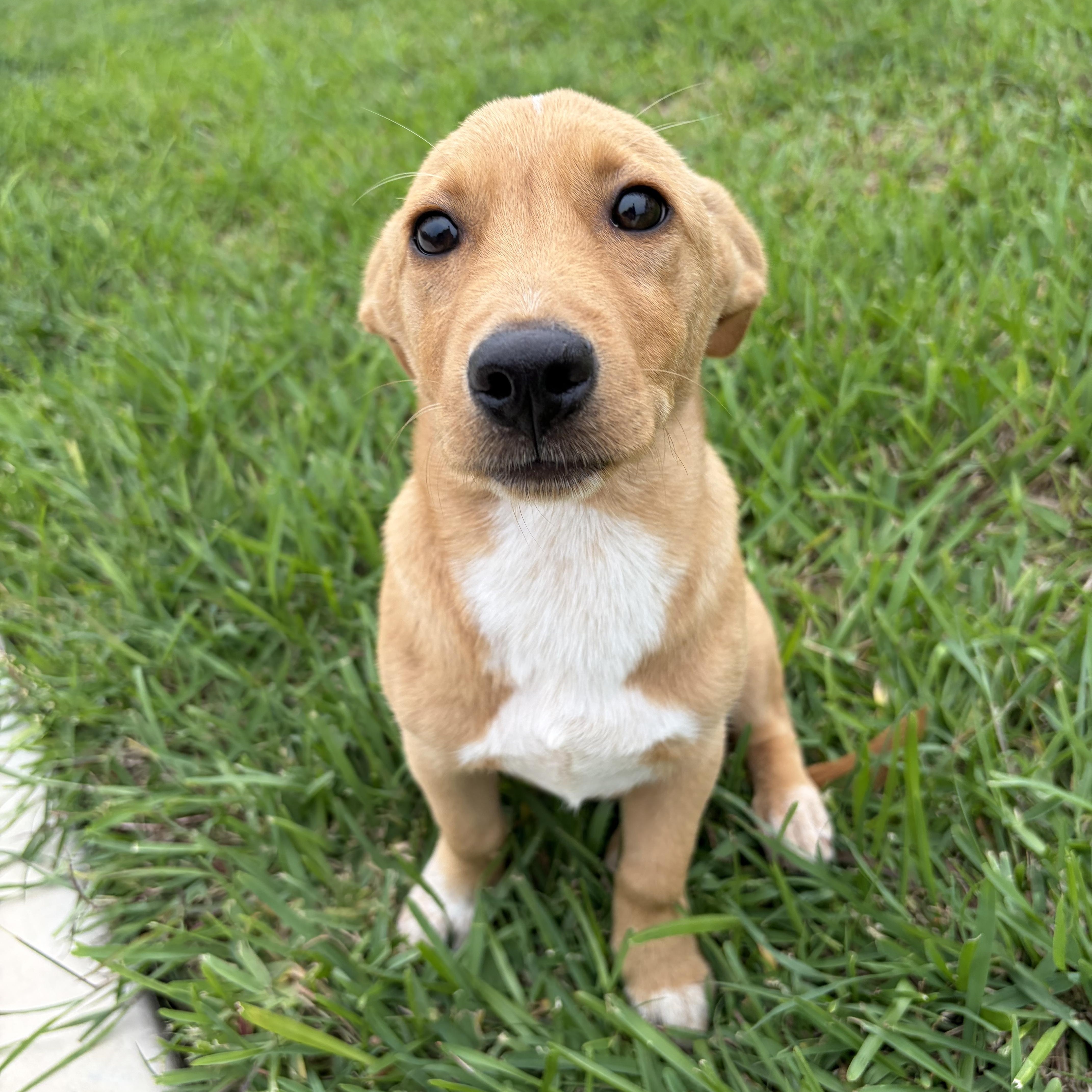 Enlarge Susie Q, a Adoptable mixed breed in New York, NY image 1/6