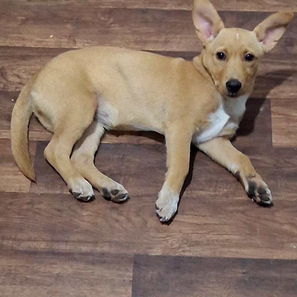 Enlarge Susie Q, a Adoptable mixed breed in New York, NY image 6/6