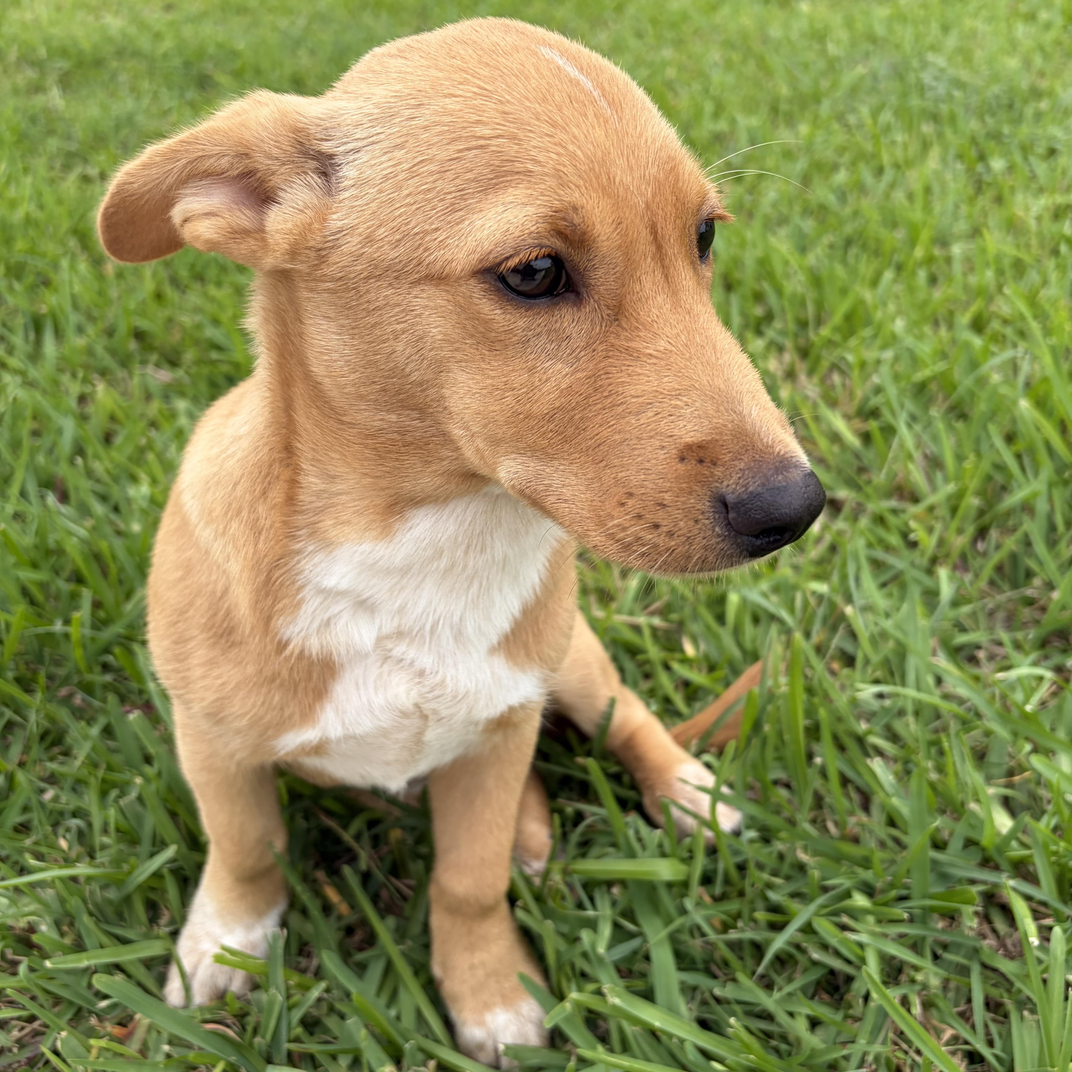 Enlarge Susie Q, a Adoptable mixed breed in New York, NY image 3/6