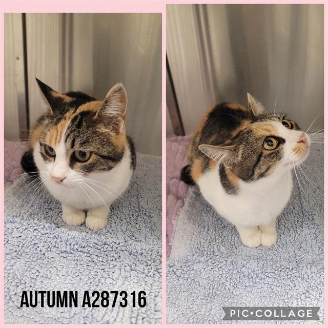 Enlarge AUTUMN, a Adoptable Domestic Short Hair in Macon, GA image 1/1