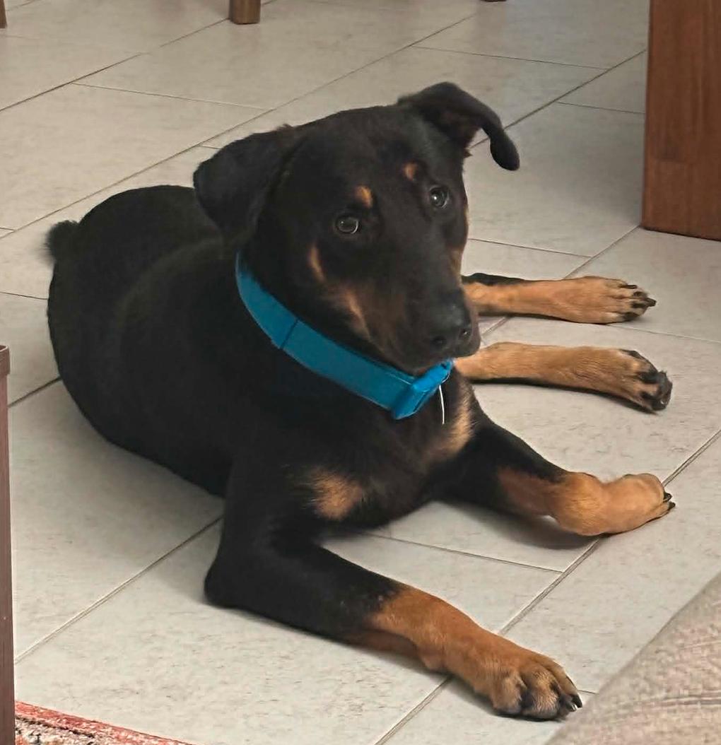 Timmy, Adoptable, Adult Male German Shepherd Dog & Labrador Retriever.