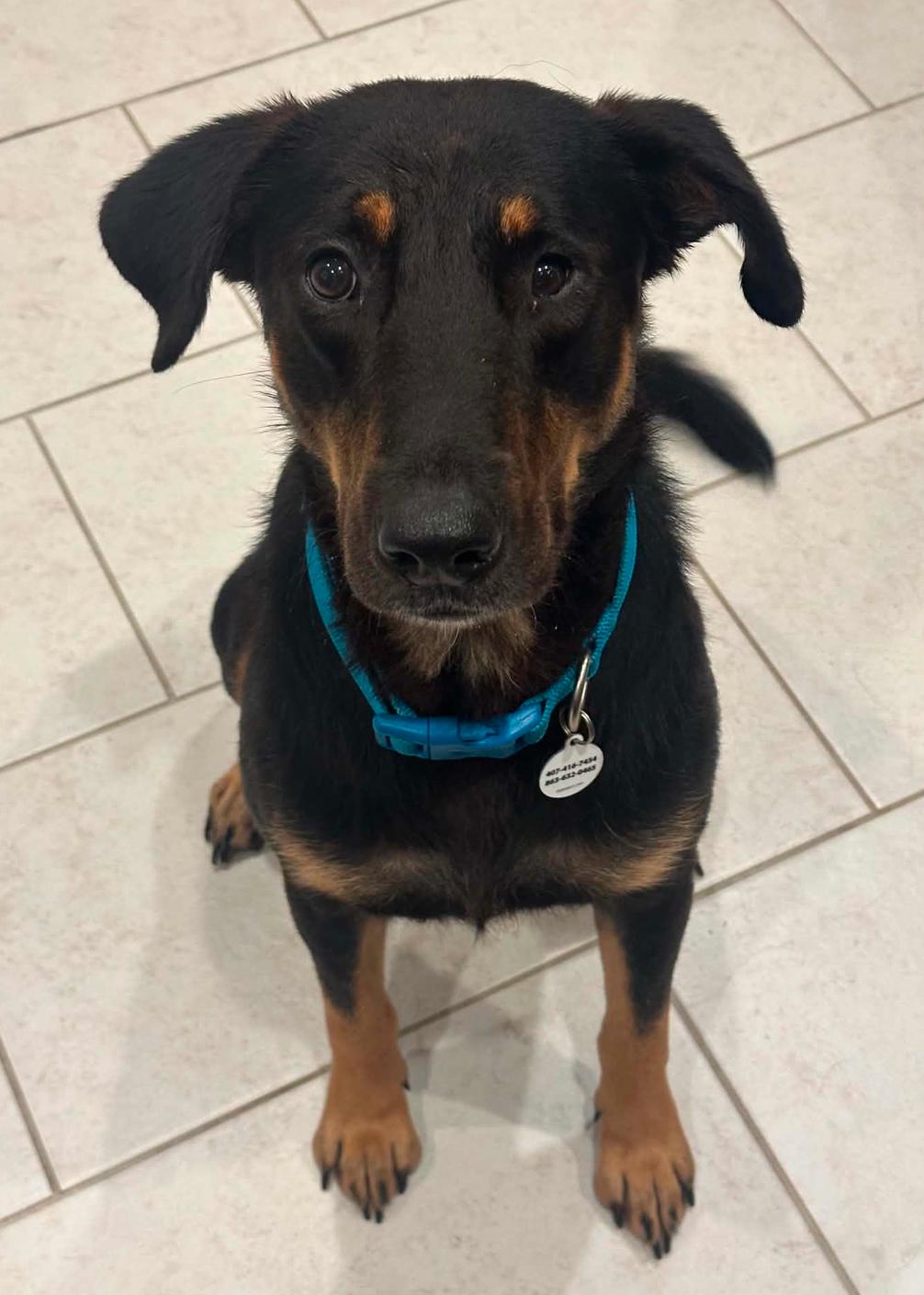 Enlarge Timmy, a Adoptable mixed breed in Osteen, FL image 2/3