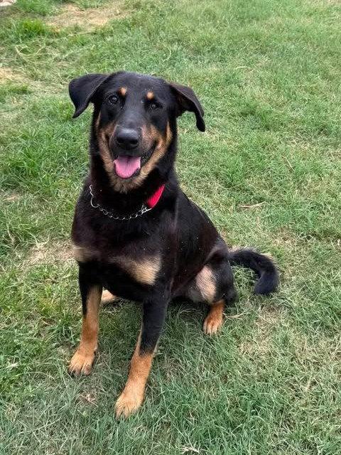 Enlarge Timmy, a Adoptable mixed breed in Osteen, FL image 3/3