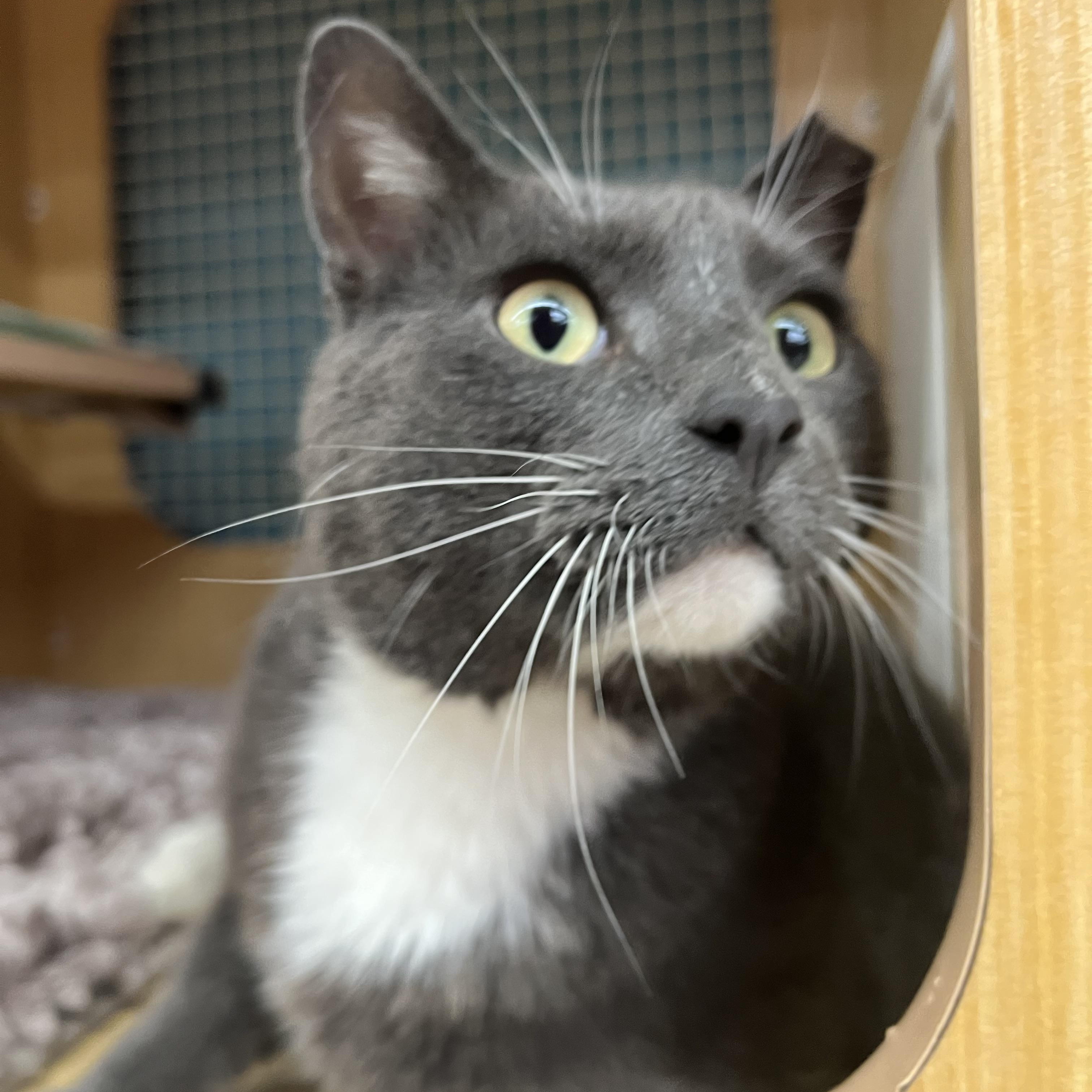 Charlie, a ADOPTABLE Domestic Short Hair in Manhattan, KS image 2/2