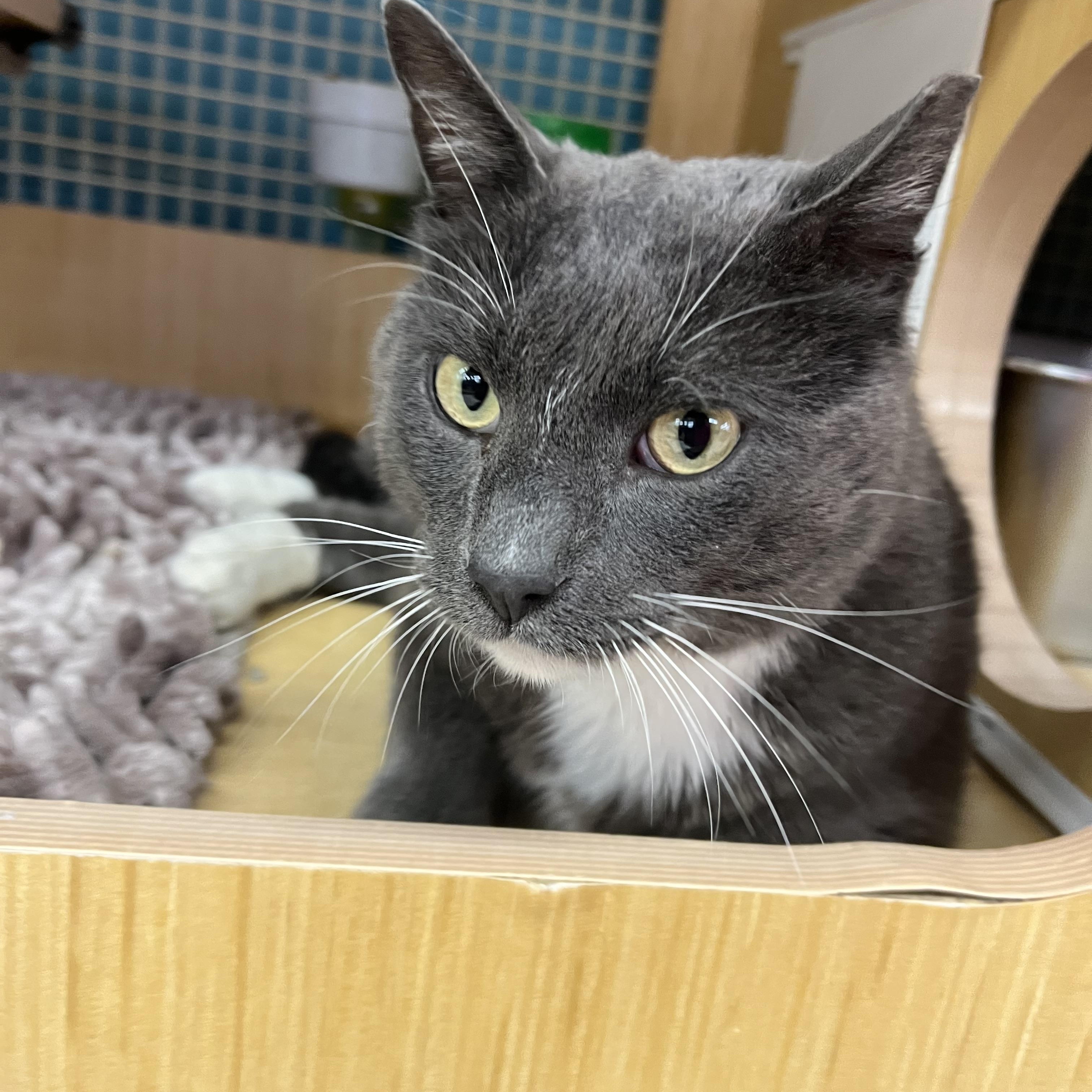 Charlie, ADOPTABLE, Adult Male Domestic Short Hair.