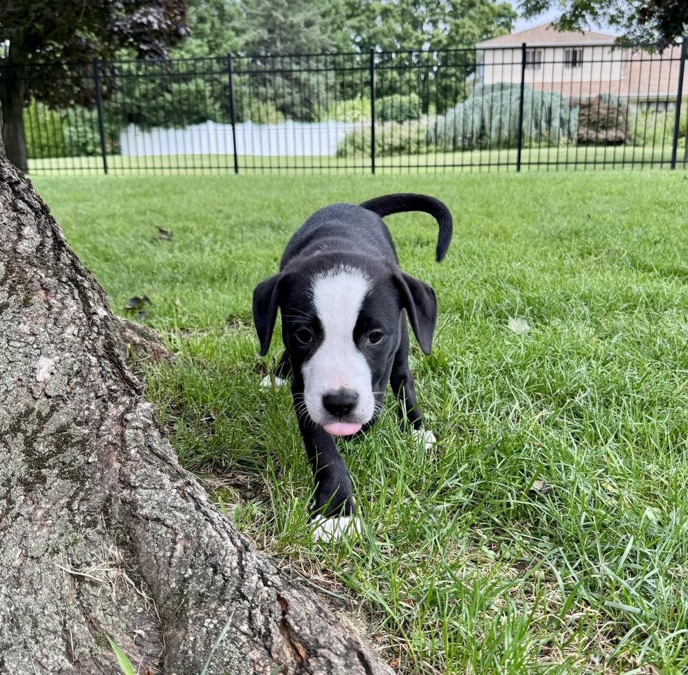 Taco, Adoptable, Puppy Female Labrador Retriever & Pit Bull Terrier.