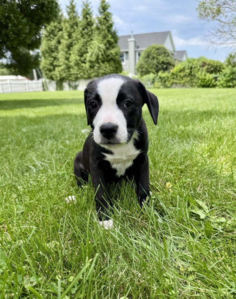 Taco, a Adoptable mixed breed in Greenlawn, NY image 2/6