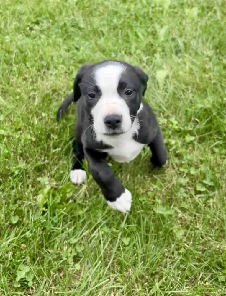 Taco, a Adoptable mixed breed in Greenlawn, NY image 3/6