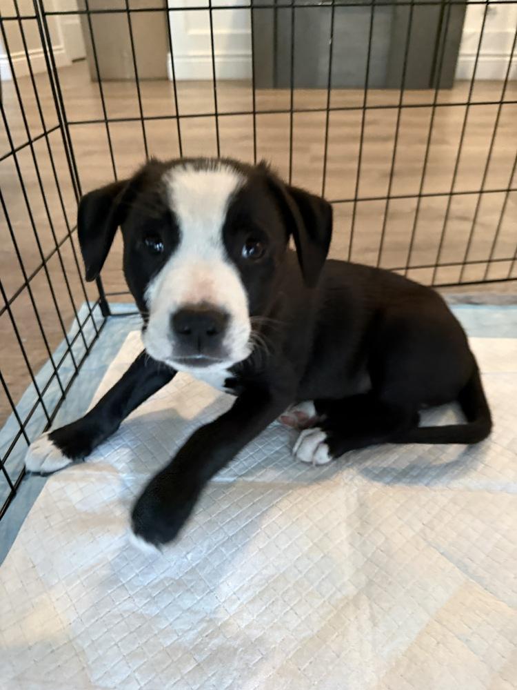 Taco, a Adoptable mixed breed in Greenlawn, NY image 4/6