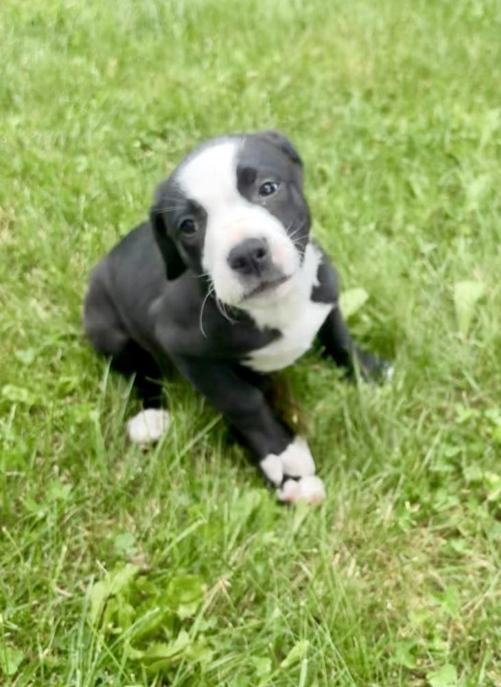 Taco, a Adoptable mixed breed in Greenlawn, NY image 5/6