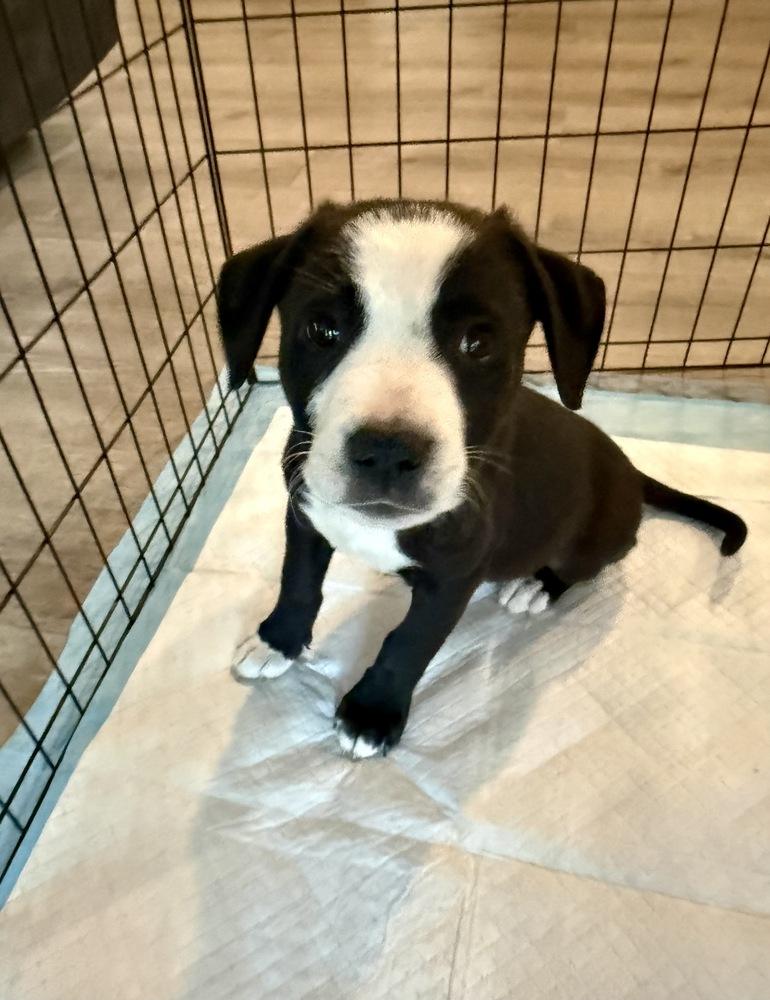 Taco, a Adoptable mixed breed in Greenlawn, NY image 6/6