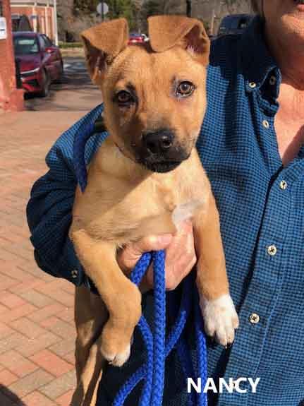 Nancy, an adoption pending mixed breed in Washington, GA image 1/3