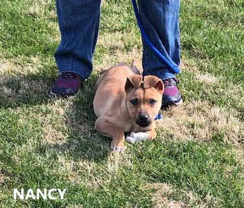 Nancy, an adoption pending mixed breed in Washington, GA image 3/3