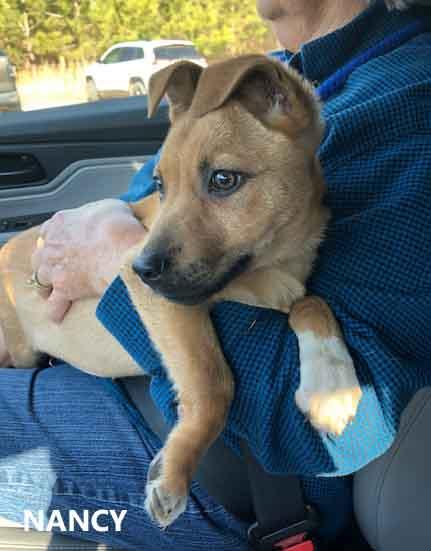 Nancy, an adoption pending mixed breed in Washington, GA image 2/3