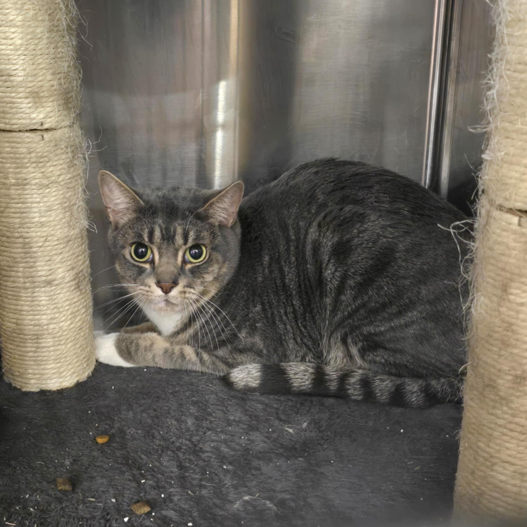 Sherlock, an adoptable Domestic Short Hair in Warr Acres, OK, 73122 | Photo Image 1