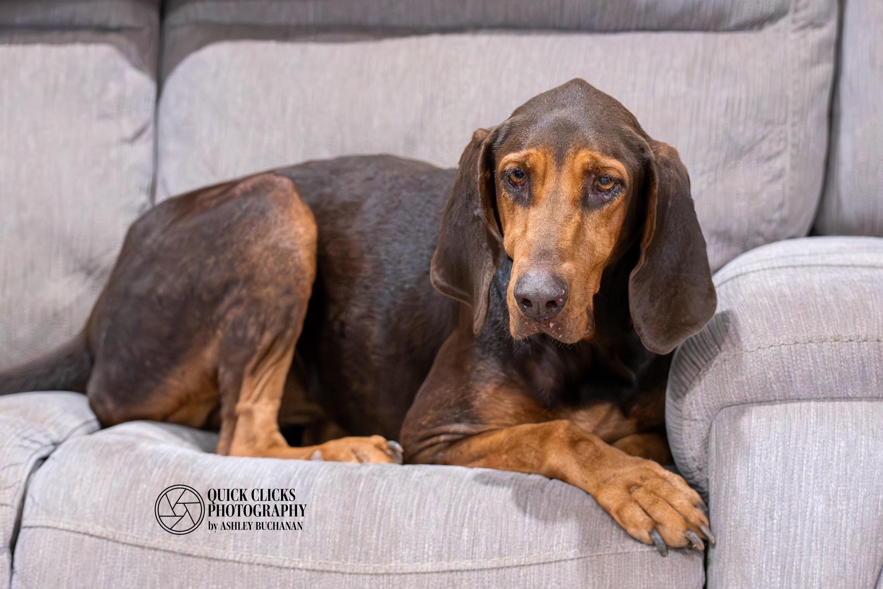 Enlarge Ruby, a ADOPTABLE Bloodhound in Brazoria, TX image 1/1