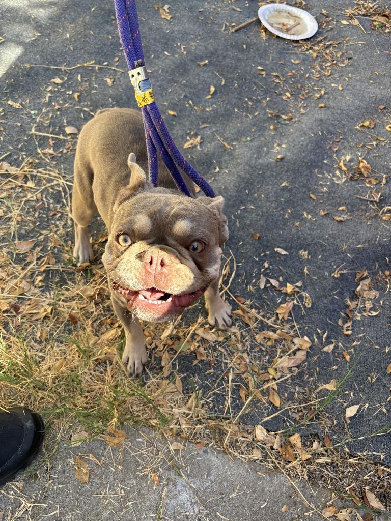 Enlarge Winifred, a Adoptable French Bulldog in Newman, CA image 1/1