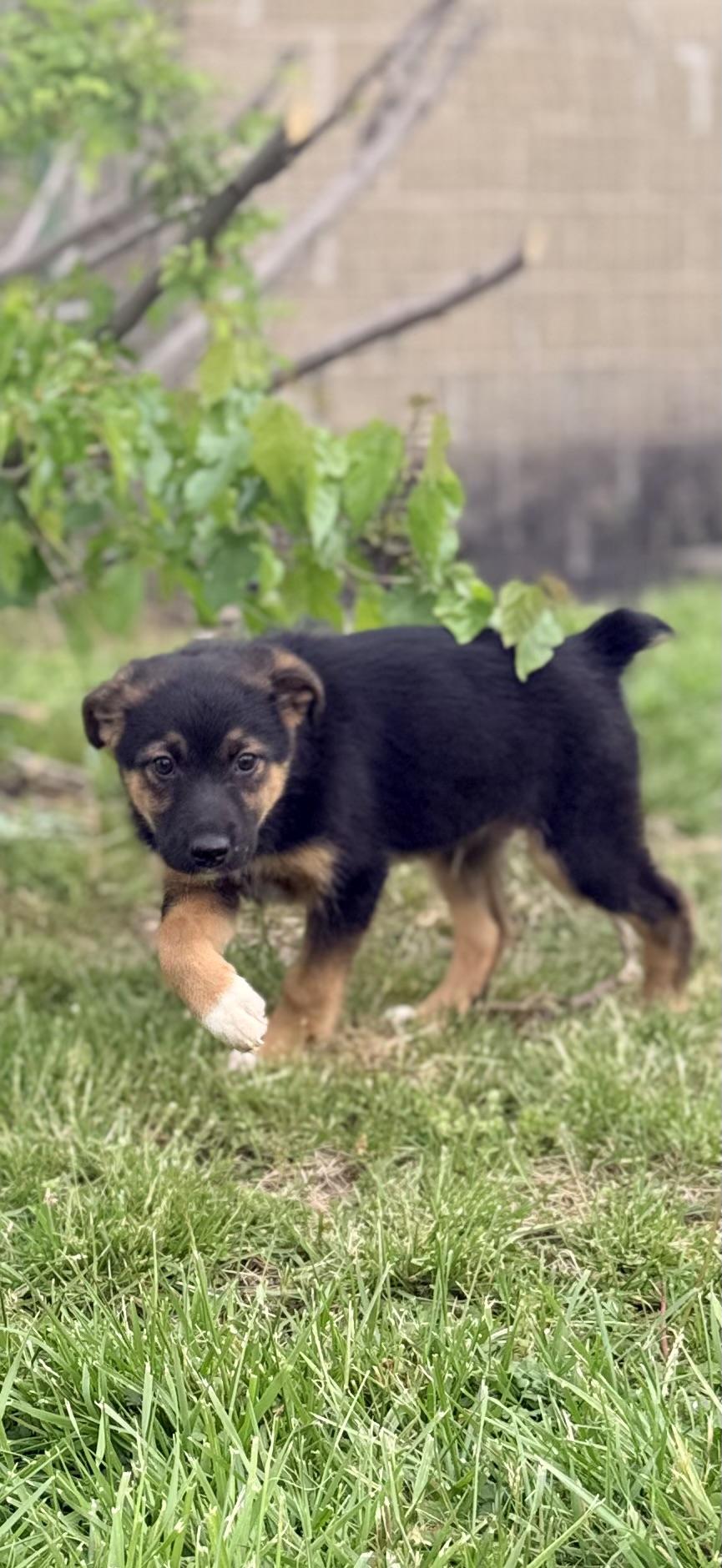 Enlarge Archie, a ADOPTABLE mixed breed in Columbia, MD image 5/5