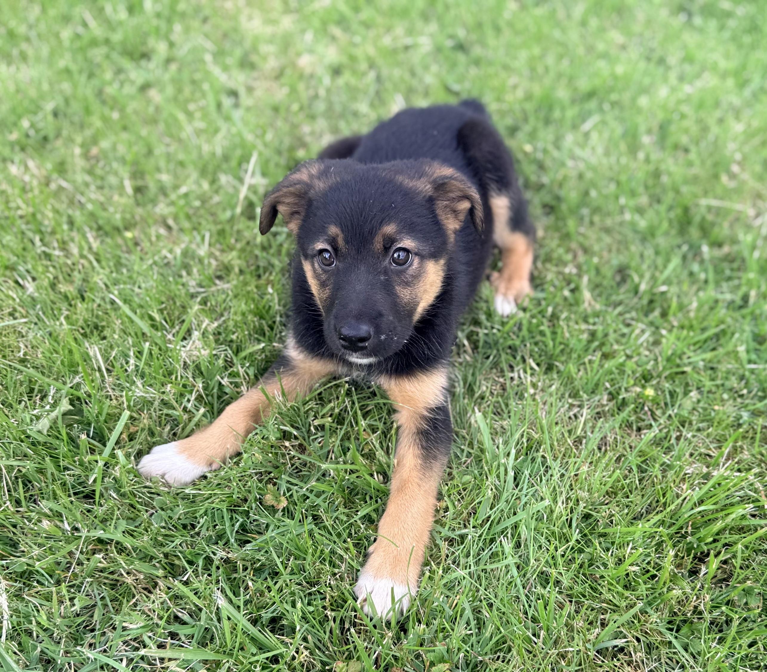 Enlarge Archie, a ADOPTABLE mixed breed in Columbia, MD image 4/5