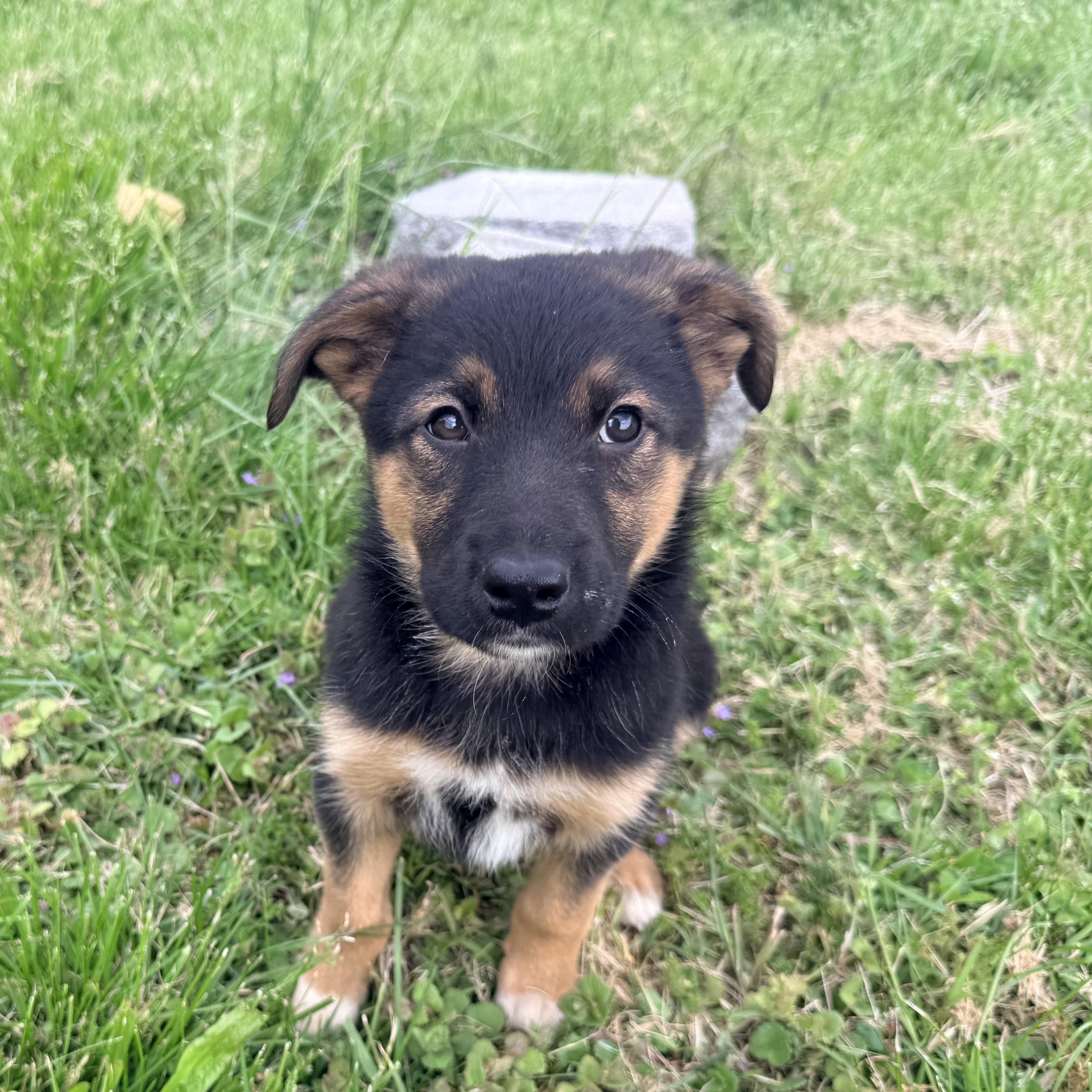 Archie, ADOPTABLE, Puppy Male Beauceron.