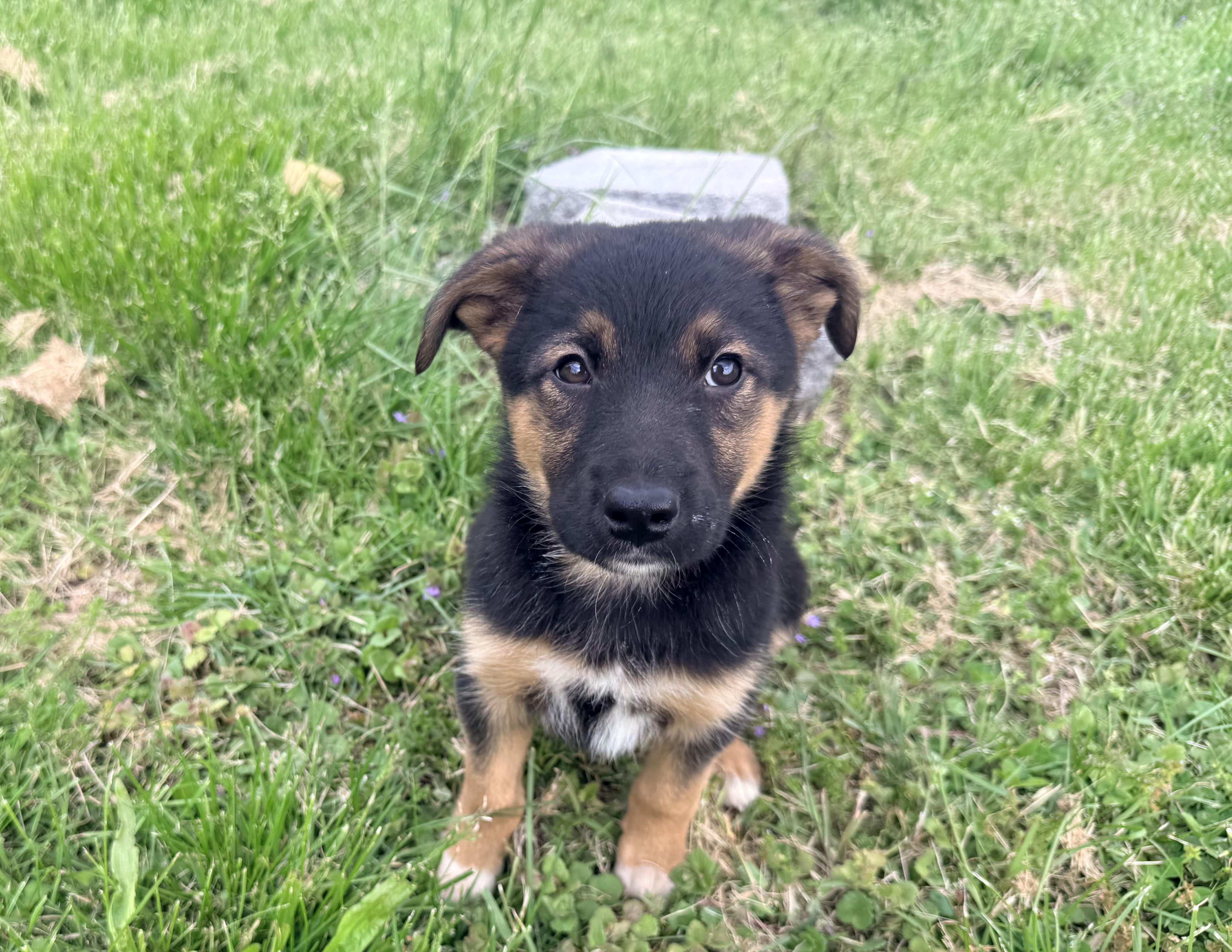 Enlarge Archie, a ADOPTABLE mixed breed in Columbia, MD image 1/5