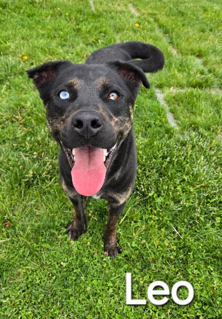 Enlarge Leo Yrly 86, a Adoptable Pit Bull Terrier in Sidney, OH image 1/6