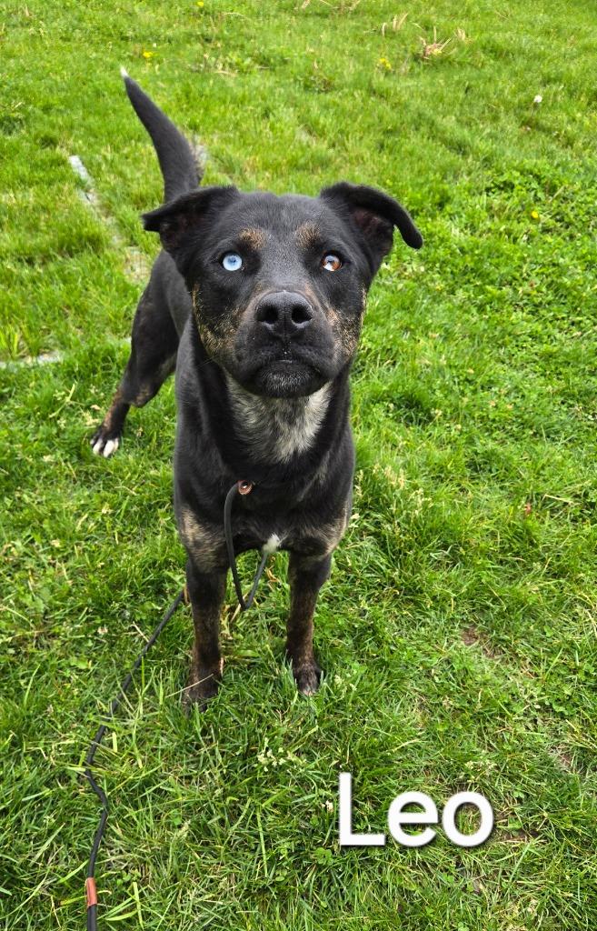 Enlarge Leo Yrly 86, a Adoptable Pit Bull Terrier in Sidney, OH image 2/6