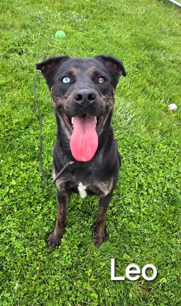 Enlarge Leo Yrly 86, a Adoptable Pit Bull Terrier in Sidney, OH image 3/6