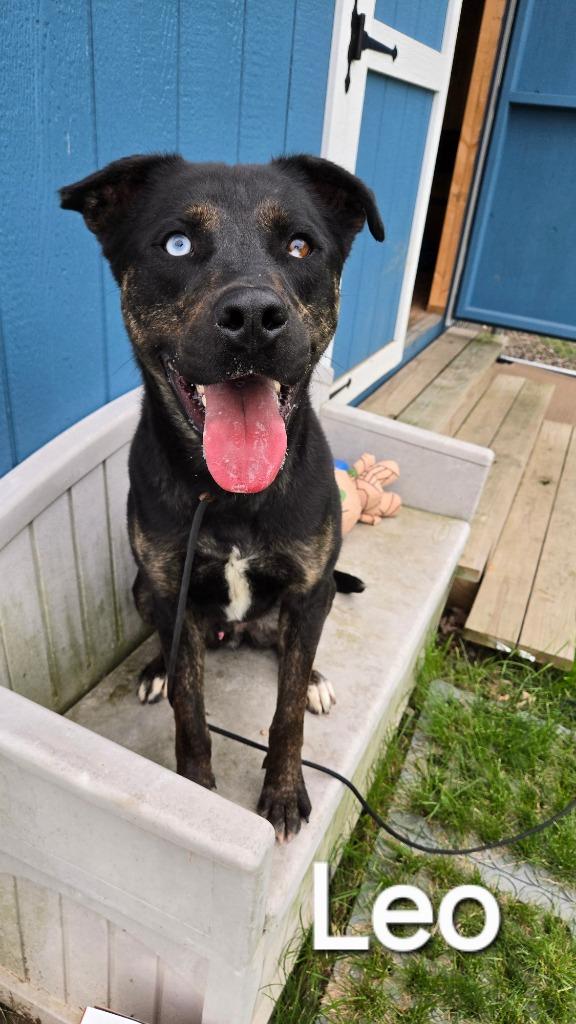 Enlarge Leo Yrly 86, a Adoptable Pit Bull Terrier in Sidney, OH image 4/6