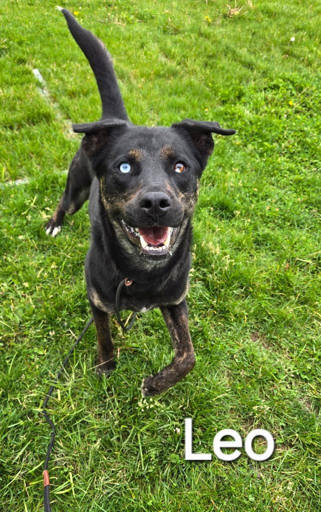 Enlarge Leo Yrly 86, a Adoptable Pit Bull Terrier in Sidney, OH image 5/6