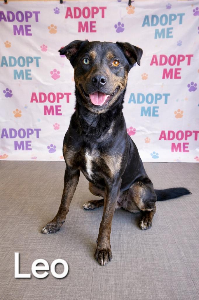 Leo Yrly 86, Adoptable, Young Male Pit Bull Terrier.