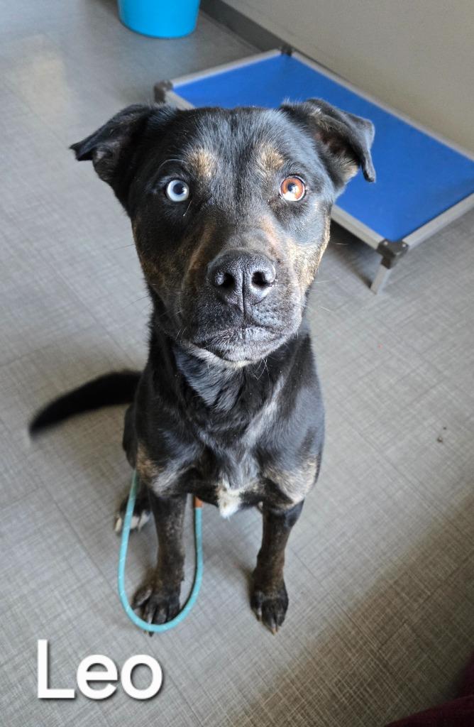 Enlarge Leo Yrly 86, a Adoptable Pit Bull Terrier in Sidney, OH image 2/2
