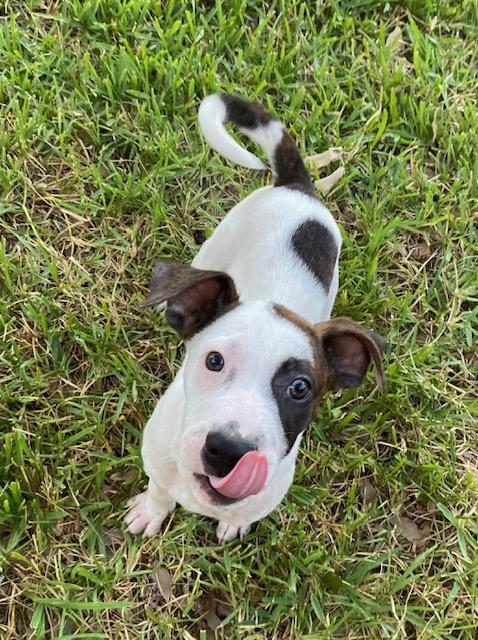 Cairo, a Adoptable mixed breed in New Britain, CT image 4/6