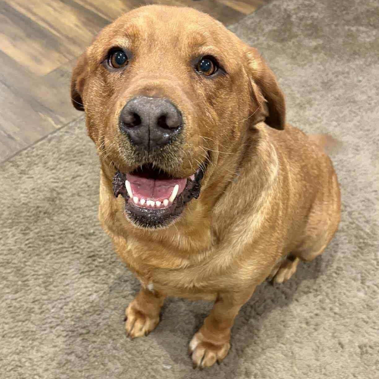 Enlarge Mya, an adoptable Labrador Retriever in Dunkirk , NY image 2/2