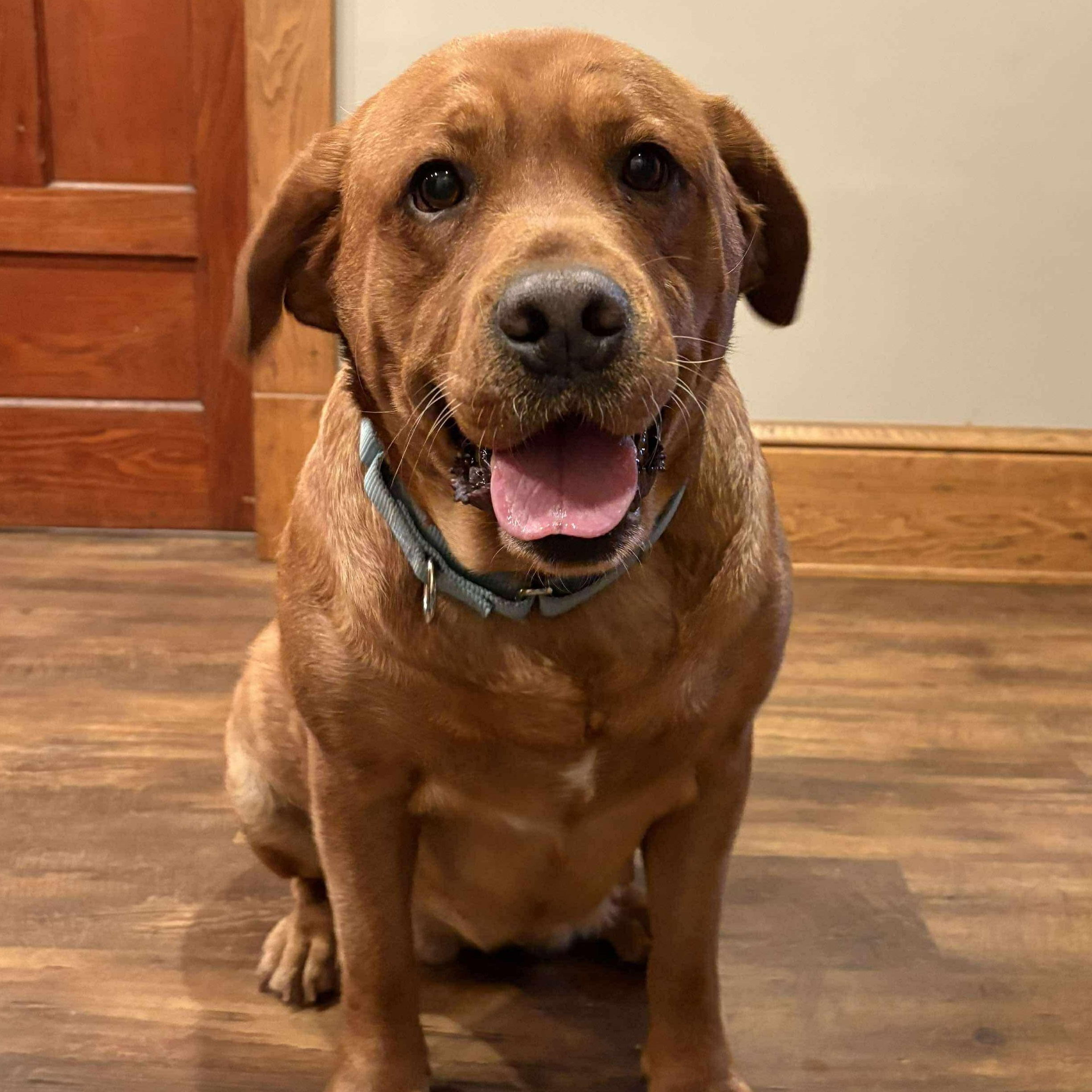 Enlarge Mya, an adoptable Labrador Retriever in Dunkirk , NY image 1/2