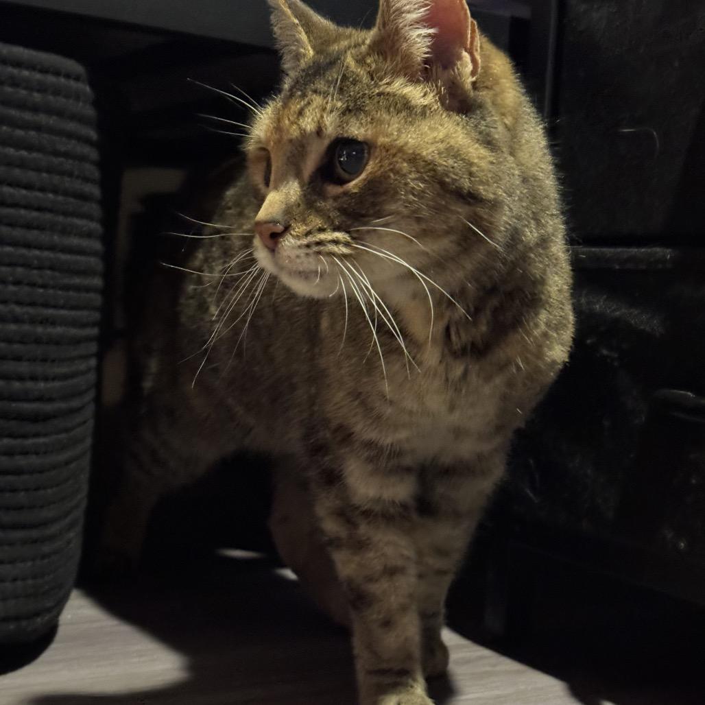 Dove, Adoptable, Senior Female Domestic Short Hair & Domestic Short Hair.