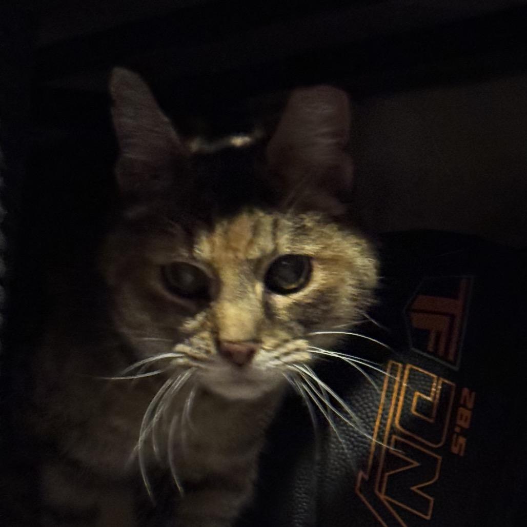 Enlarge Dove, a Adoptable mixed breed in Baker City, OR image 2/2