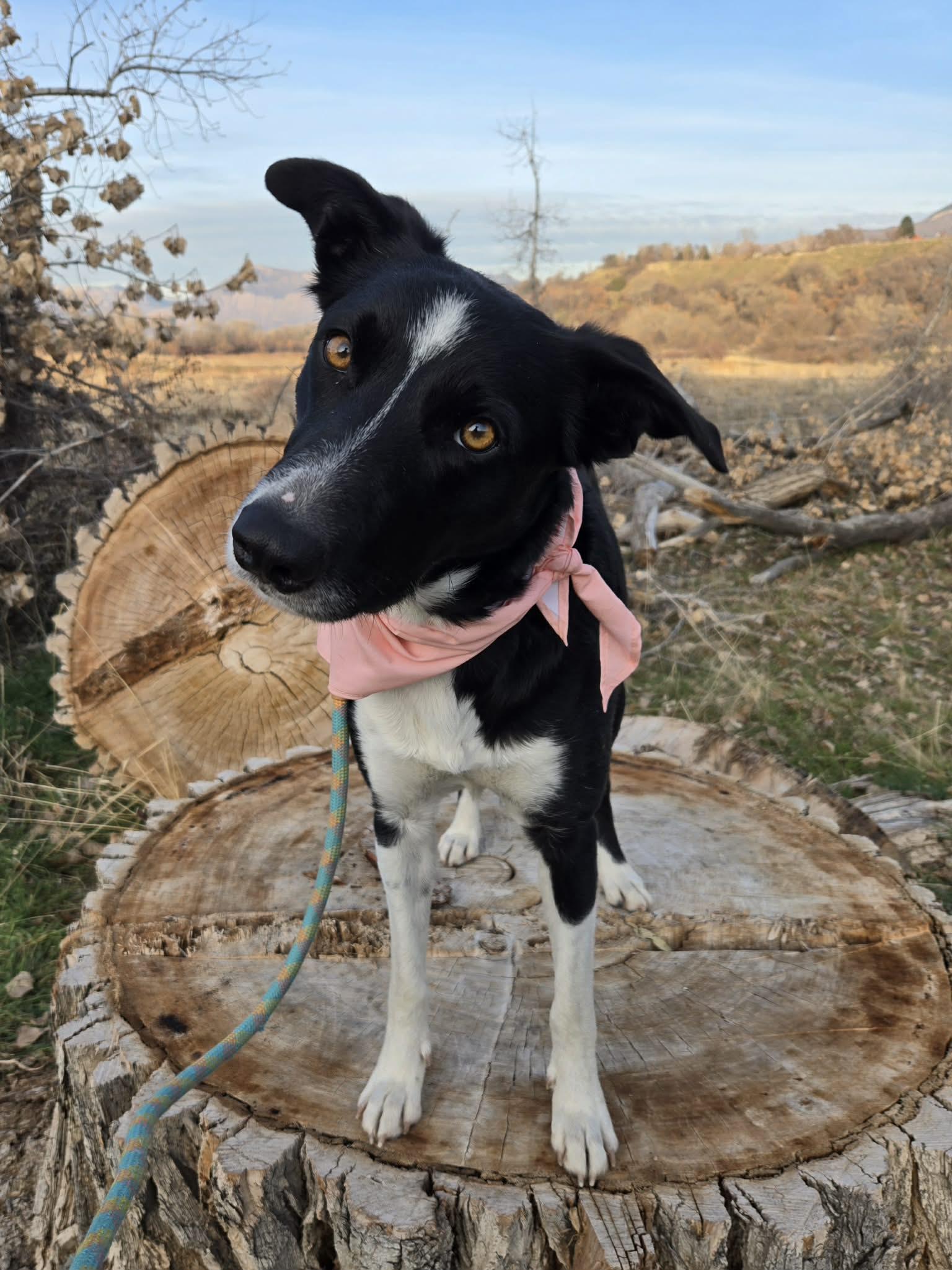 Molly, a ADOPTABLE Border Collie in Clinton, UT image 3/5